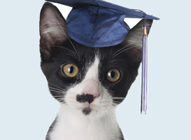 Normal_university_cat