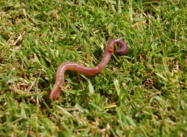 Normal_worm